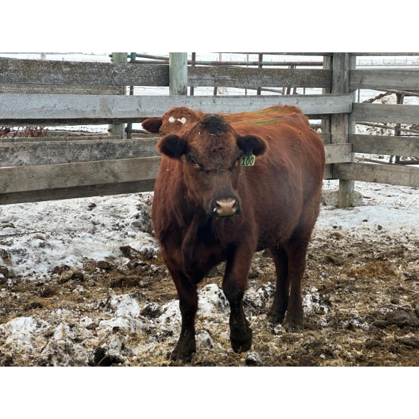 Mark Big Tobacco - 3 Third Calvers (Pen 502)