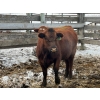 Image 1 : Mark Big Tobacco - 3 Third Calvers (Pen 502)