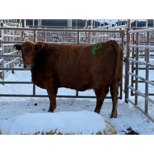 Randal Melcher - 1 Mature Cow (Pen 403)