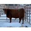 Image 1 : Randal Melcher - 1 Mature Cow (Pen 403)