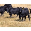 Image 4 : Boggy Springs Ranch - 26 Black Bred Heifers (Maple Creek, SK)