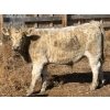 Image 4 : Donovan Banman - 650# October Delivery Steer Calves - 35 Head (Hays, AB)