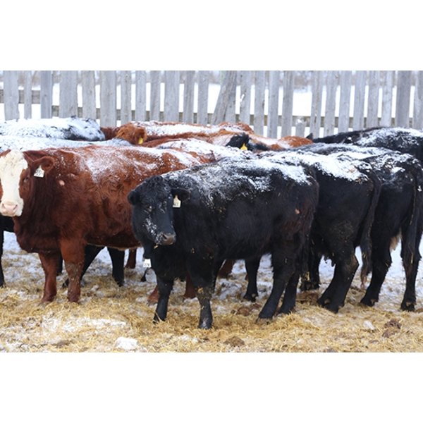 Coteau Ranch - 1375# Cows - 42 Head (Kisbey, SK) VBP+