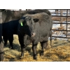 Image 2 : Lazy J Cattle Co. - 10 Third Calvers (Pen 443B)