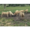 Image 3 : Pat Muehlen/Dave Johnson/L+ Ranch - 565# October Delivery Steer Calves - 105 Head (Vanderhoof, BC)