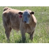 Joe & Elaine Ward - 750# October Delivery Steer Calves - 28 Head (Kamloops, BC)