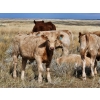 Image 6 : Logan Brothers (Rod, Barry & Bruce) - 670# Heifer Calves - 80 Head (Oyen, AB)