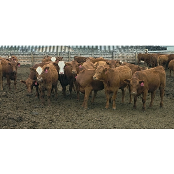Amber Mountain Farms - 670# July Delivery Heifers - 90 Head (Vauxhall, AB)