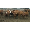 Image 1 : Amber Mountain Farms - 670# July Delivery Heifers - 90 Head (Vauxhall, AB)