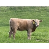 Image 3 : Eagle Creek Ranching Ltd. - 600# October Delivery Heifer Calves - 60 Head (Sundre, AB)