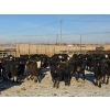 Image 5 : Cattlewood Farms Ltd. - 780# February Delivery Heifers - 156 Head (Vauxhall, AB)