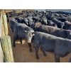 Image 4 : Layton Rosin Ranching - 550# October Delivery Steer Calves - 100 Head (Hanna, AB)