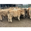 Image 2 : Midpoint Farms - 685# March Delivery Steers - 42 Head (Drayton Valley, AB)