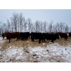 Image 16 : Chris Bartel - 1025# February Delivery Steers - 60 Head (Fort Vermilion, AB)