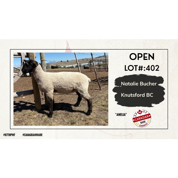 Open Sheep - Natalie Bucher - Knutsford BC