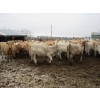 Image 23 : Vossepoel Cattle Co. - 630# December Delivery Weaned Heifers - 250 Head (Tilley, AB)