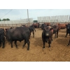 Image 10 : Chipping Hill Cattle Co. - 1025# September Yearling Steers - 60 Head (MacGregor, MB)