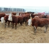 Image 6 : Birkenhagen Farms - 840# Weaned Steers - 68 Head (Carrot Creek, AB) VBP+