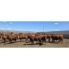 Image 5 : Cattlewood Farms Ltd. - 810# June/July Delivery Heifers - 77 Head (Fincastle, AB)