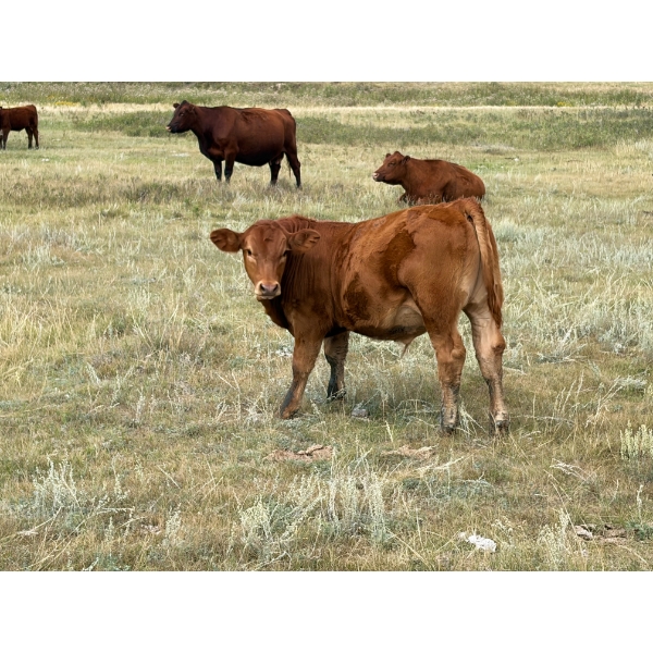 Colter Malloy - 550# November Delivery Steer Calves - 100 Head (Pollockville, AB)