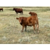 Image 1 : Colter Malloy - 550# November Delivery Steer Calves - 100 Head (Pollockville, AB)