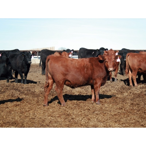 NorthBend Cattle Corp.  - 12 Red Replacement Heifers (Scandia, AB)