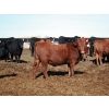 Image 1 : NorthBend Cattle Corp.  - 12 Red Replacement Heifers (Scandia, AB)