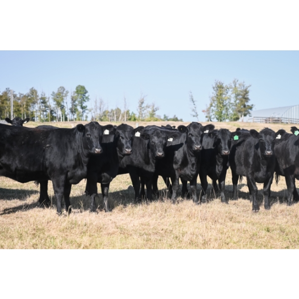 Cornerglen Ranching (Torkelson) - 12 Black Angus April/May Calving Bred Heifers (Crestomere, AB)