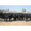 Image 3 : Cornerglen Ranching (Friesen) - 10 Black Angus April/May Calving Bred Heifers (Crestomere, AB)