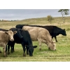 Image 3 : Kings Corner Farms - 840# October Delivery Grass Heifers - 75 Head (Corning, SK)
