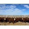 Image 2 : P-2 Ranch - 975# April Delivery Steers - 100 Head (Bow Island, AB)