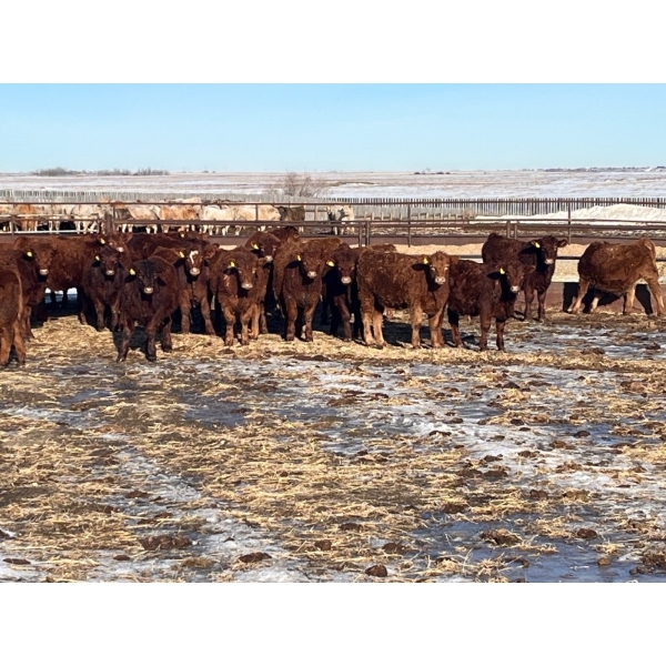 9 - 9 Ranch Ltd. - 740# February Delivery Steers - 40 Head (Coronation, AB)