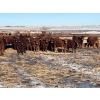 Image 1 : 9 - 9 Ranch Ltd. - 740# February Delivery Steers - 40 Head (Coronation, AB)