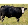 Image 7 : Riverbend Ranch - 1050# October Delivery Grass Steers - 245 Head (Spondin, AB)