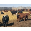 Image 10 : Van Hall Cattle Co. - 1000# April Delivery Steers - 180 Head (Scandia, AB)