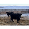 Image 6 : Kris Springer - 950# November Delivery Open Grass Heifers - 130 Head (Foam Lake, SK)