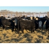 Image 13 : Salty Fox Farms - 50 Black Simm X Bred Heifers (Fork River, MB)