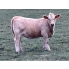 Image 7 : Holst Farms Ltd. - 570# October Delivery Heifer Calves - 30 Head (Hays, AB)