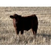 Image 3 : Lazy B Farm & Ranch - 600# November Steer Calves - 100 Head (Linden, AB)