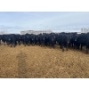 Image 3 : Ed Curry Ranching Ltd. - 725# March/April Delivery Steers - 170 Head (Big Stone, AB)