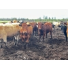 Image 2 : Klause Farms - 850# June Delivery Steers - 110 Head (Onoway, AB)