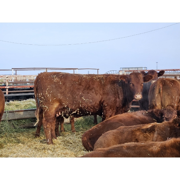 Jim Aleman - 16 Red 2nd Calvers (Pen 515 - 519)