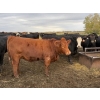 Image 2 : James Keen - 25 Red/RBF/RWF March/April Calving Bred Heifers (Reaburn, MB)