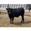 Image 11 : Lynden Land & Cattle - 900# June Delivery Steers - 50 Head (Linden, AB)