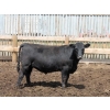Image 3 : Poelman Farms - 925# July Delivery Steers - 135 Head (Granum, AB)