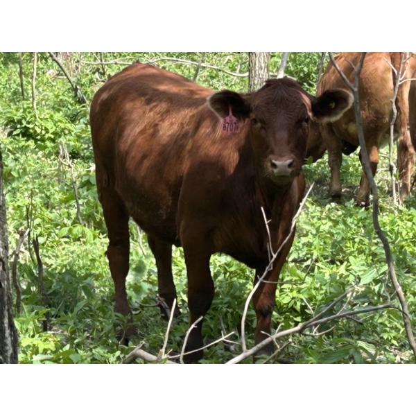 Turtleview Livestock - 975# July Delivery Grass Heifers - 186 Head (Goodlands, MB)