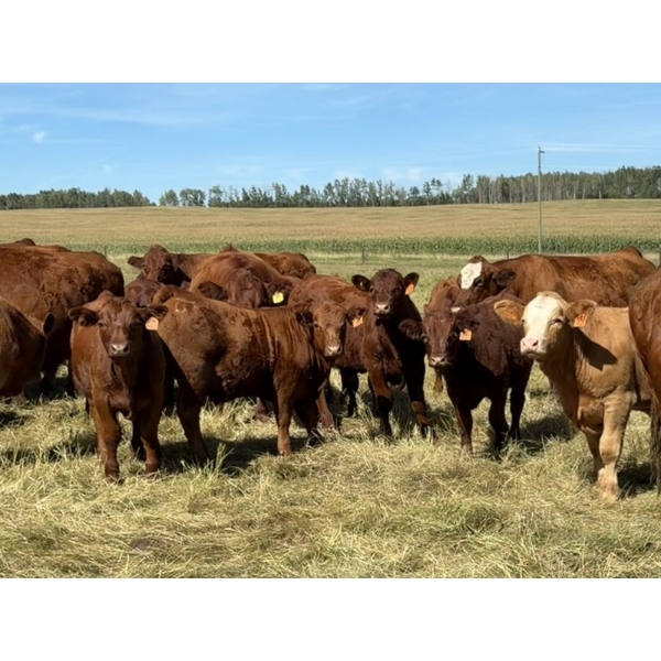 Sande Cattle Company - 740# October Delivery Steer Calves - 85 Head (Sundre, AB)