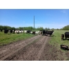 Image 7 : Cluny Colony - 815# October Delivery Weaned Steers - 70 Head (Cluny, AB)