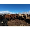 Image 3 : Chris Bartel - 1075# June Delivery Steers - 58 Head (Fort Vermilion, AB)