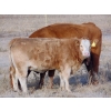 Image 8 : Ugly Head Feeders - 640# November Heifer Calves - 75 Head (Killam, AB)